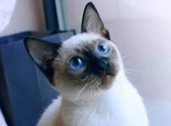 最黏人的貓品種