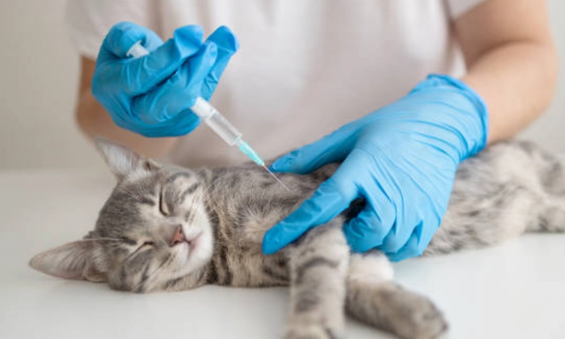 貓咪疫苗多久打一次