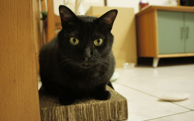 貓咪想出去 貓咪想出去