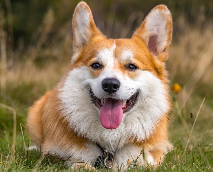 柯基犬飼養注意事項