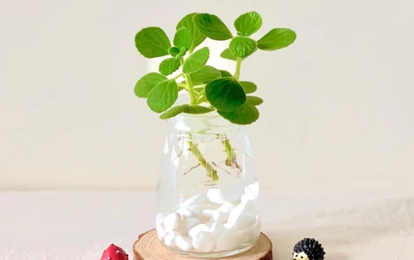 室內 香草 水耕