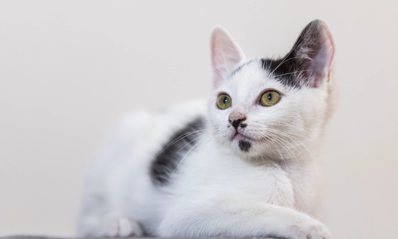 貓嘔吐黃色液體