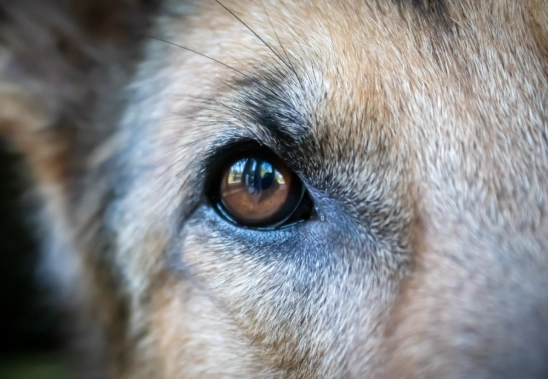 狗狗眼睛發炎 狗狗眼睛發炎