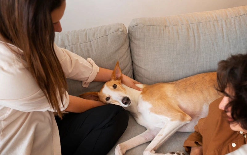 狗狗臨終前徵兆