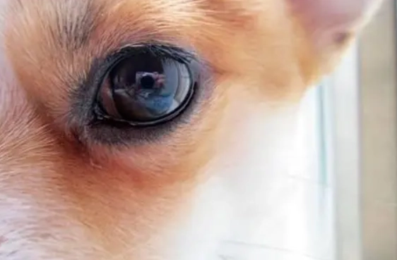 狗狗眼睛發炎 狗狗眼睛發炎