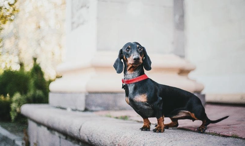 臘腸狗掉毛原因