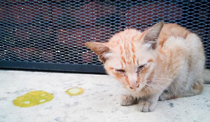 貓嘔吐黃色液體