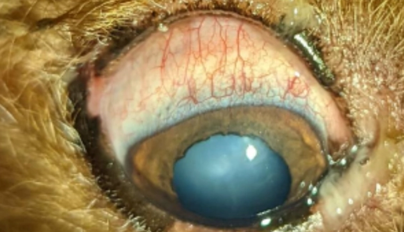 狗狗眼睛發炎治療