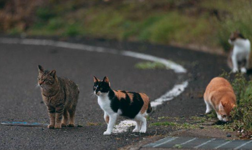 收編浪貓 收編浪貓