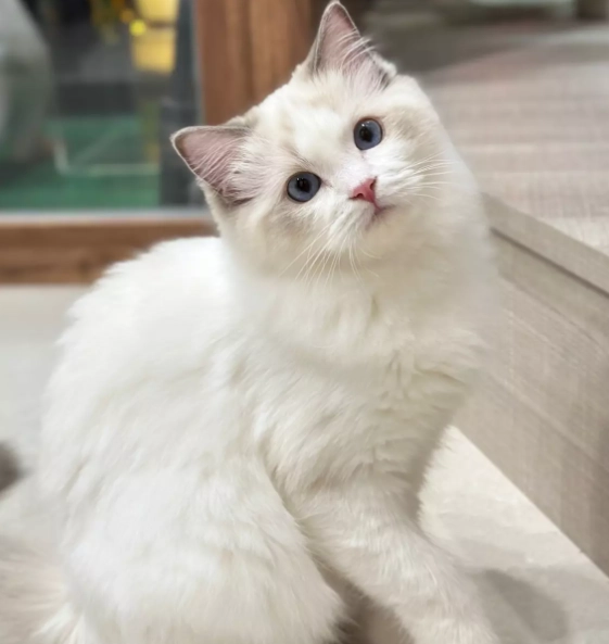 貓咪陪伴特質 貓咪陪伴特質