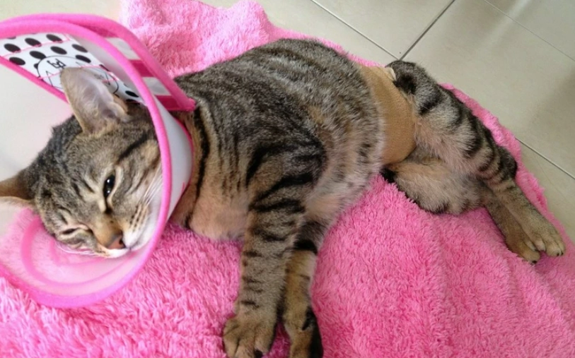 貓咪結紮後照顧