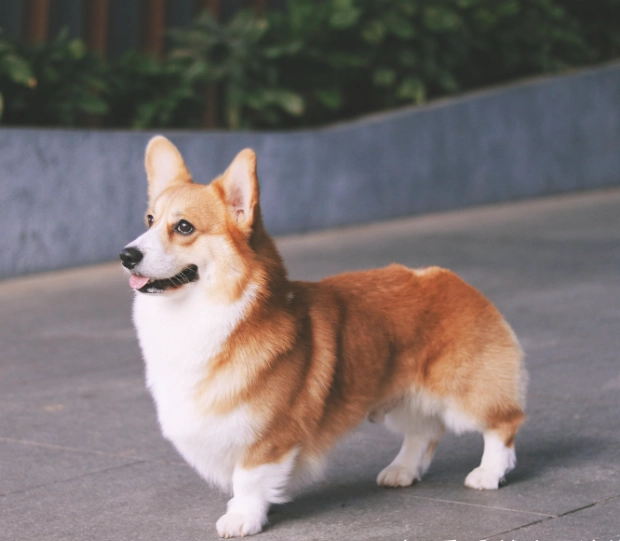 領養柯基注意事項