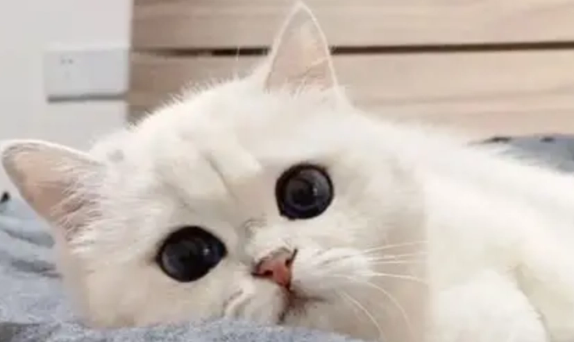 黴漿菌 貓 傳染