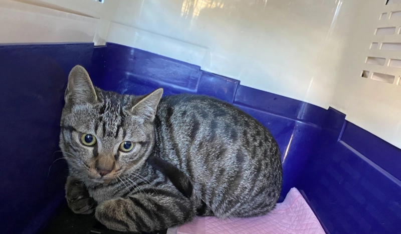 流浪貓健康管理