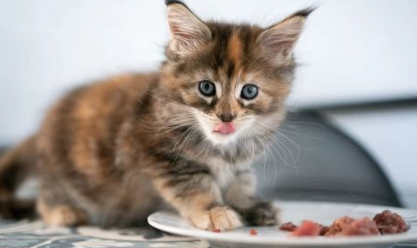 3個月幼貓飲食 3個月幼貓飲食