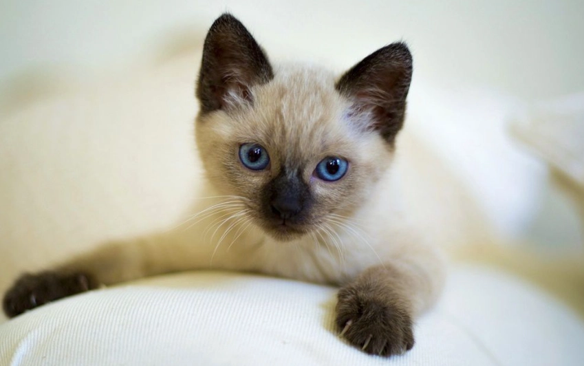 暹羅貓性格問題