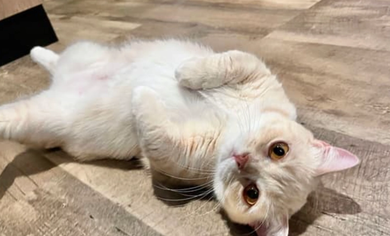 母貓結紮照顧 母貓結紮照顧