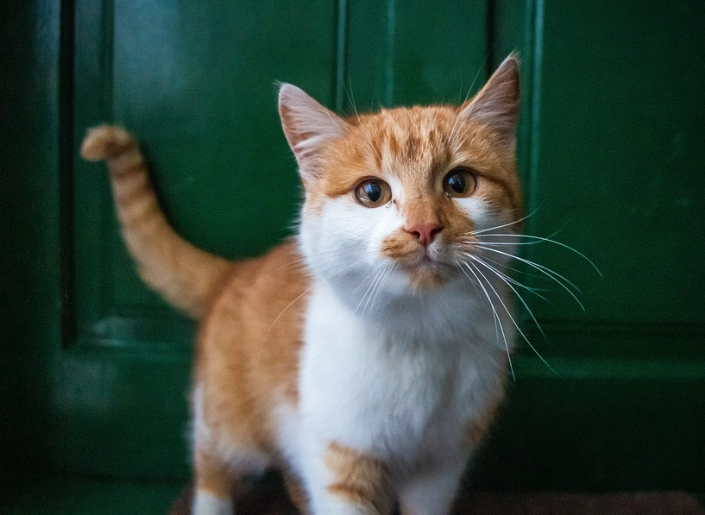 貓尾巴意思 貓尾巴意思