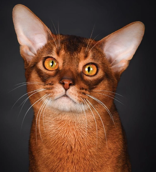 黏人貓品種排行 黏人貓品種排行