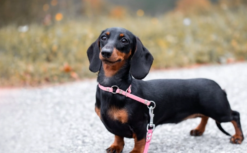 臘腸狗掉毛改善