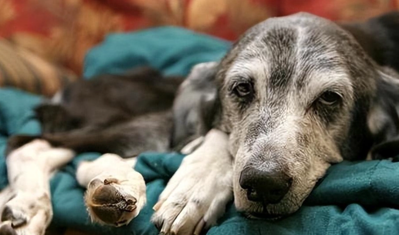 狗狗快死了行為