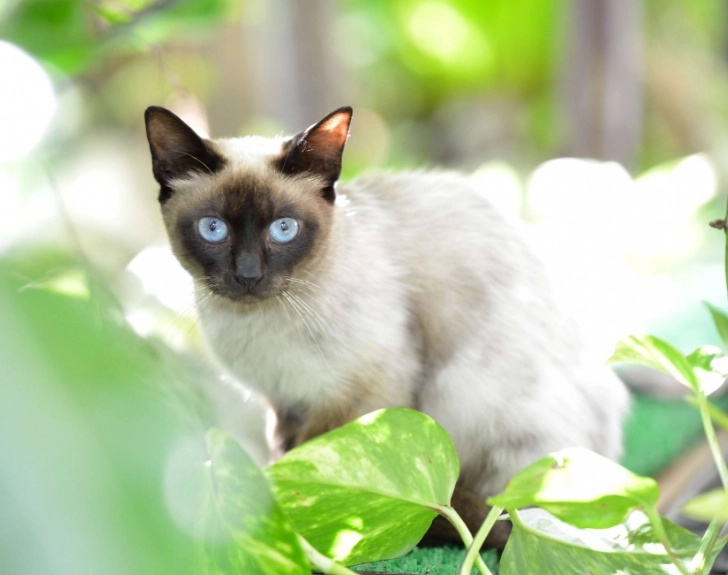 暹羅貓飼養困難