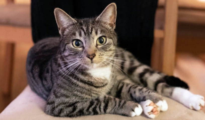 混種貓壽命