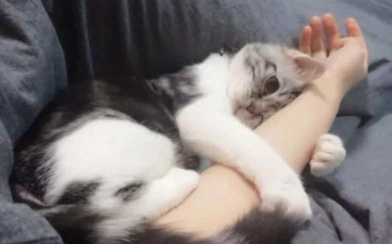 母貓結紮照顧 母貓結紮照顧