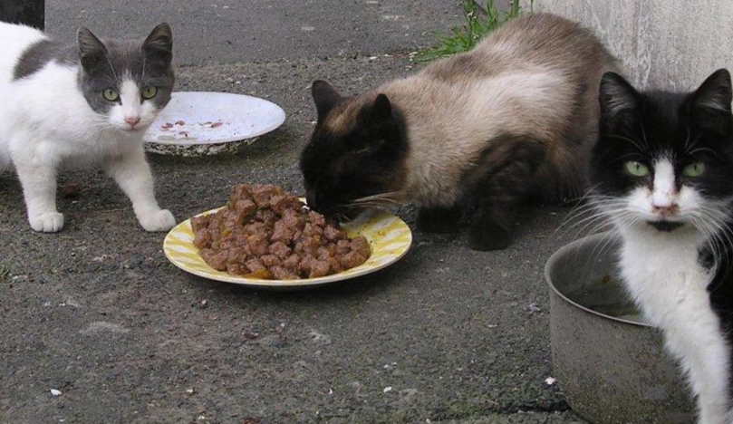 流浪貓健康管理