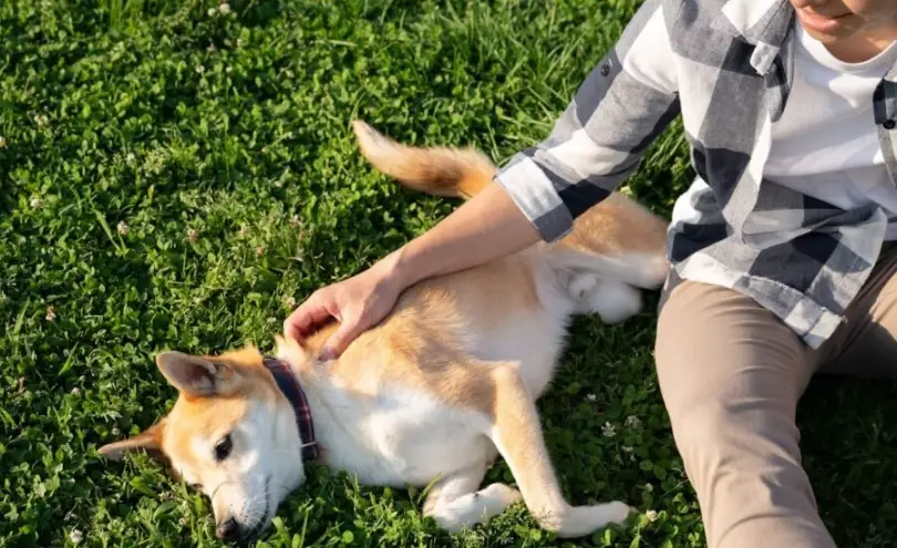 狗狗臨終前徵兆