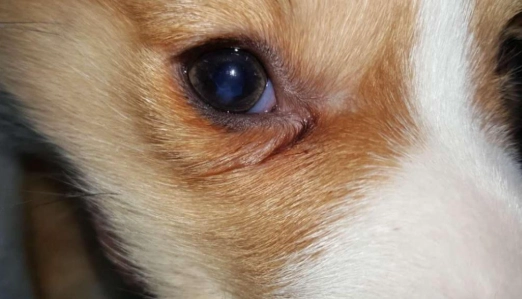 狗眼睛紅腫 狗眼睛紅腫