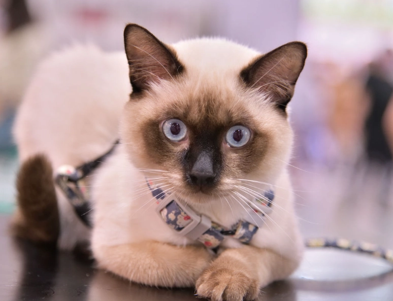 暹羅貓飼養困難