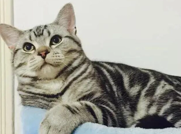 虎斑貓飼養 虎斑貓飼養