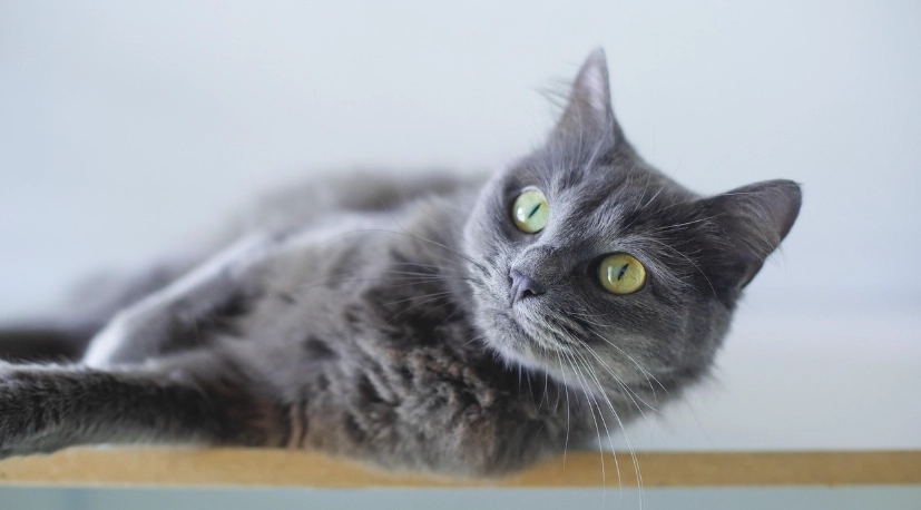 貓腎衰竭末期症狀