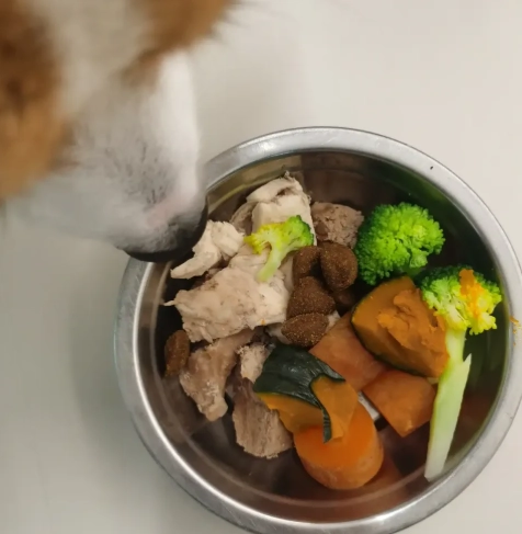 自製狗食