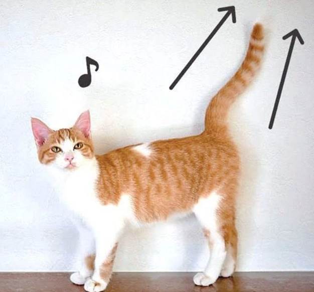 貓尾巴意思 貓尾巴意思