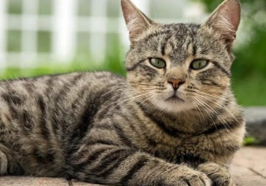 虎斑貓飼養 虎斑貓飼養