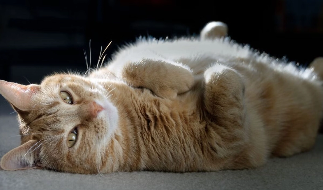 貓咪懷孕幾個月