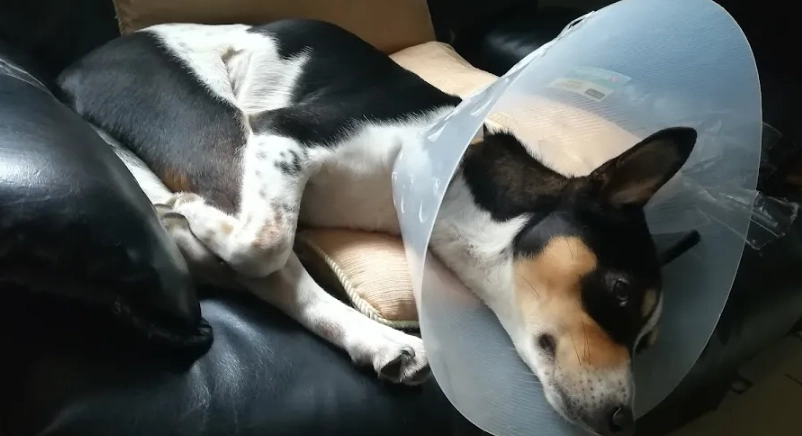 狗葡萄膜炎症状