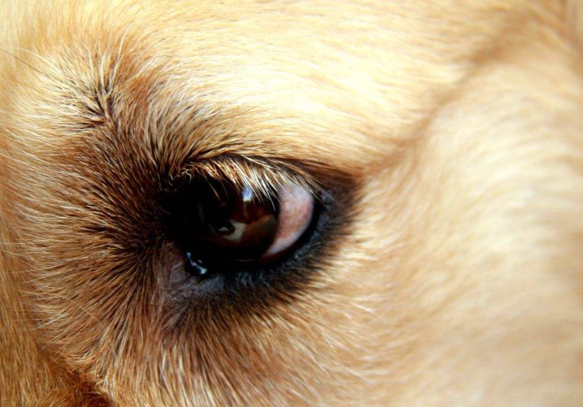 狗乾眼症凝膠使用