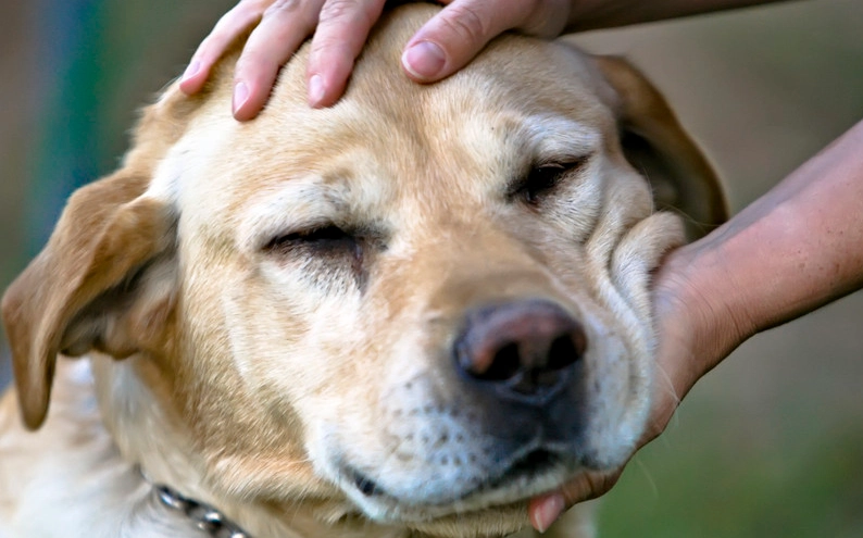 狗乾眼症凝膠挑選