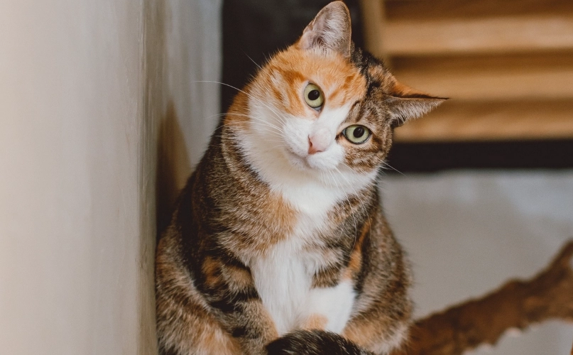 貓腎衰竭末期症狀