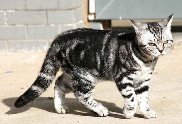虎斑貓飼養 虎斑貓飼養