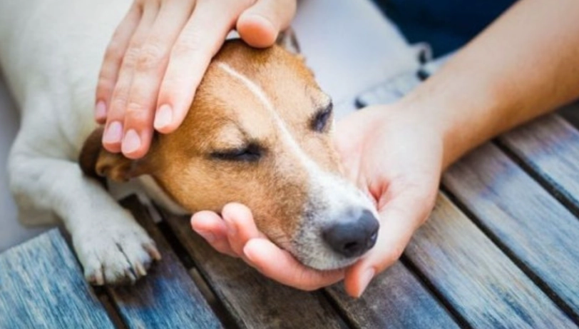 狗胃酸逆流 狗胃酸逆流