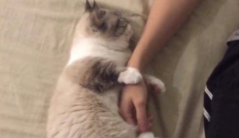 貓結紮後行為 貓結紮後行為