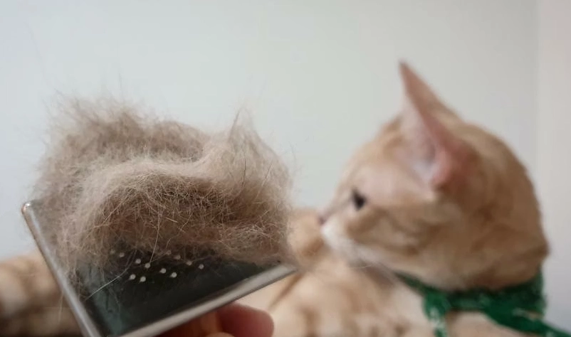 貓咪化毛