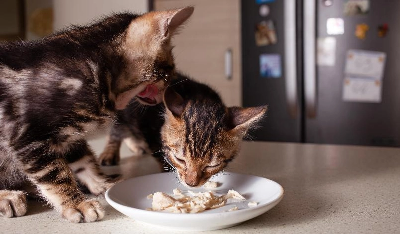 貓咪餵食技巧 貓咪餵食技巧