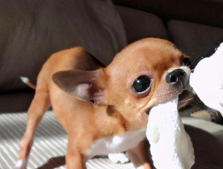 吉娃娃常見疾病