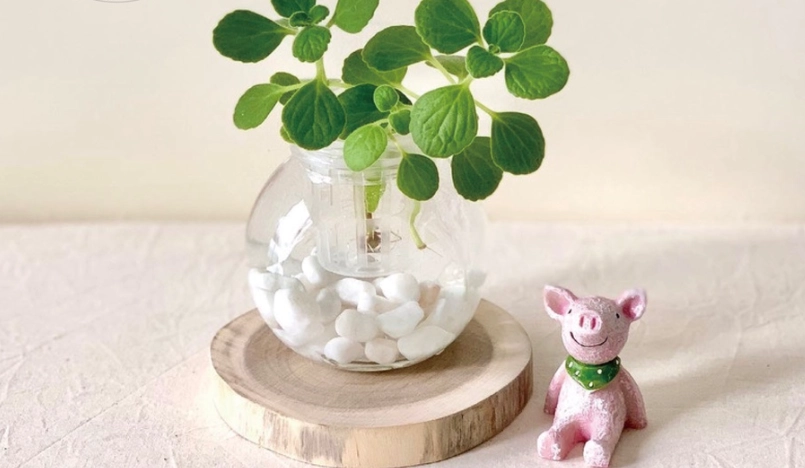 水耕 左手香 方法