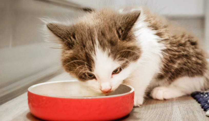 幼貓吃什麼 幼貓吃什麼